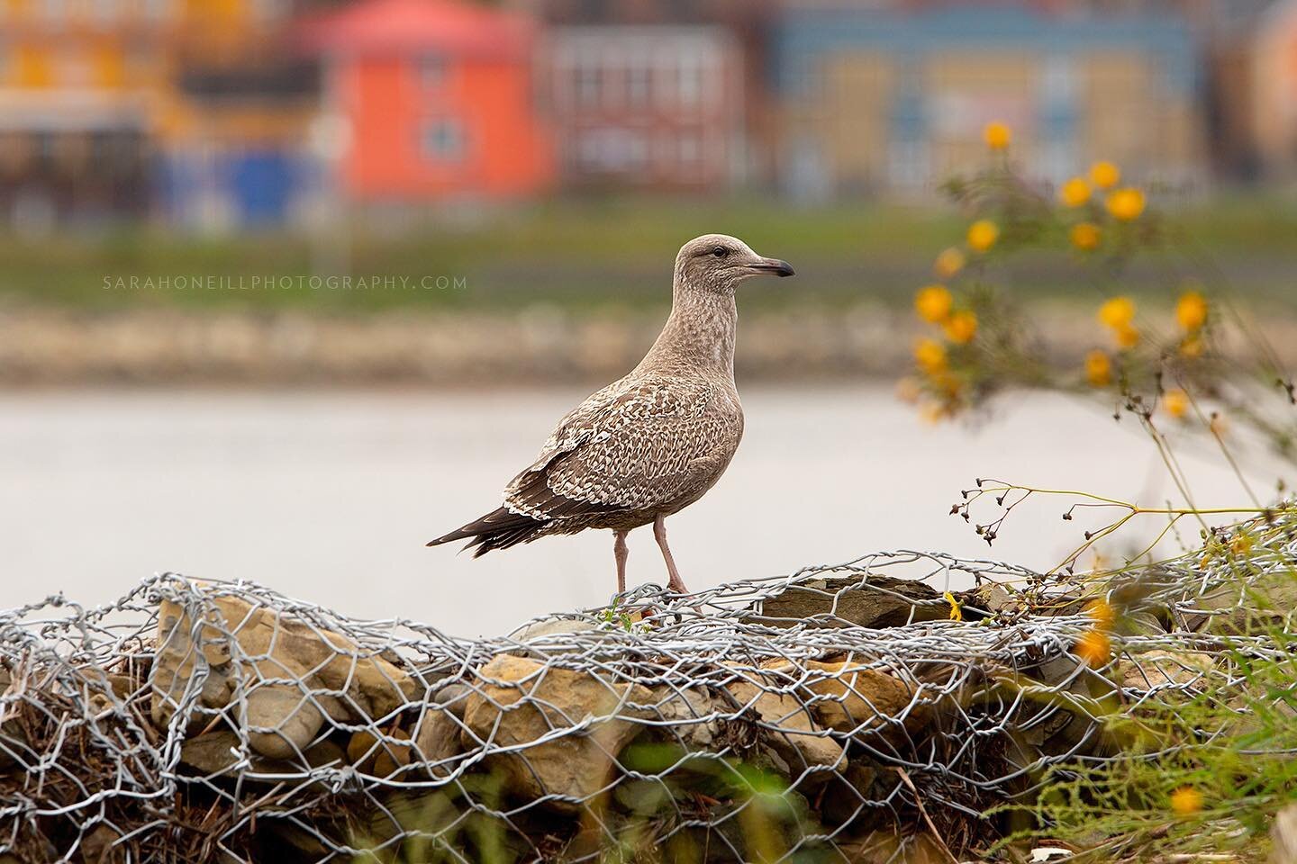 Ring billed gull, hoping to get a piece of my snack. Spent a few minutes with this guy (I did not feed him) while we passed through Gaspe on our way home from PEI this fall. #ringbilledgull #birdsofquebec #gullsofinstagram #birdphotography #birdsofgi