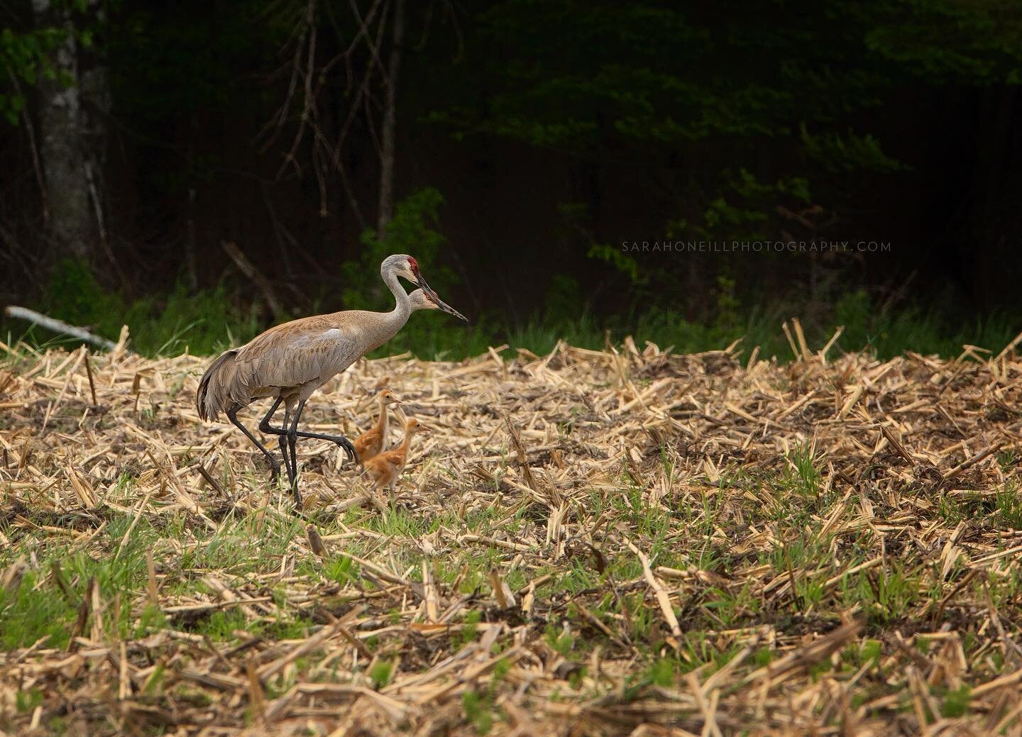 I had to bring my pup to the vet yesterday for a consult and .. if you were to think of a picture postcard country vet clinic, this would be it. As we were finished and drove away .. in the field directly across was this family of four Sandhill crane