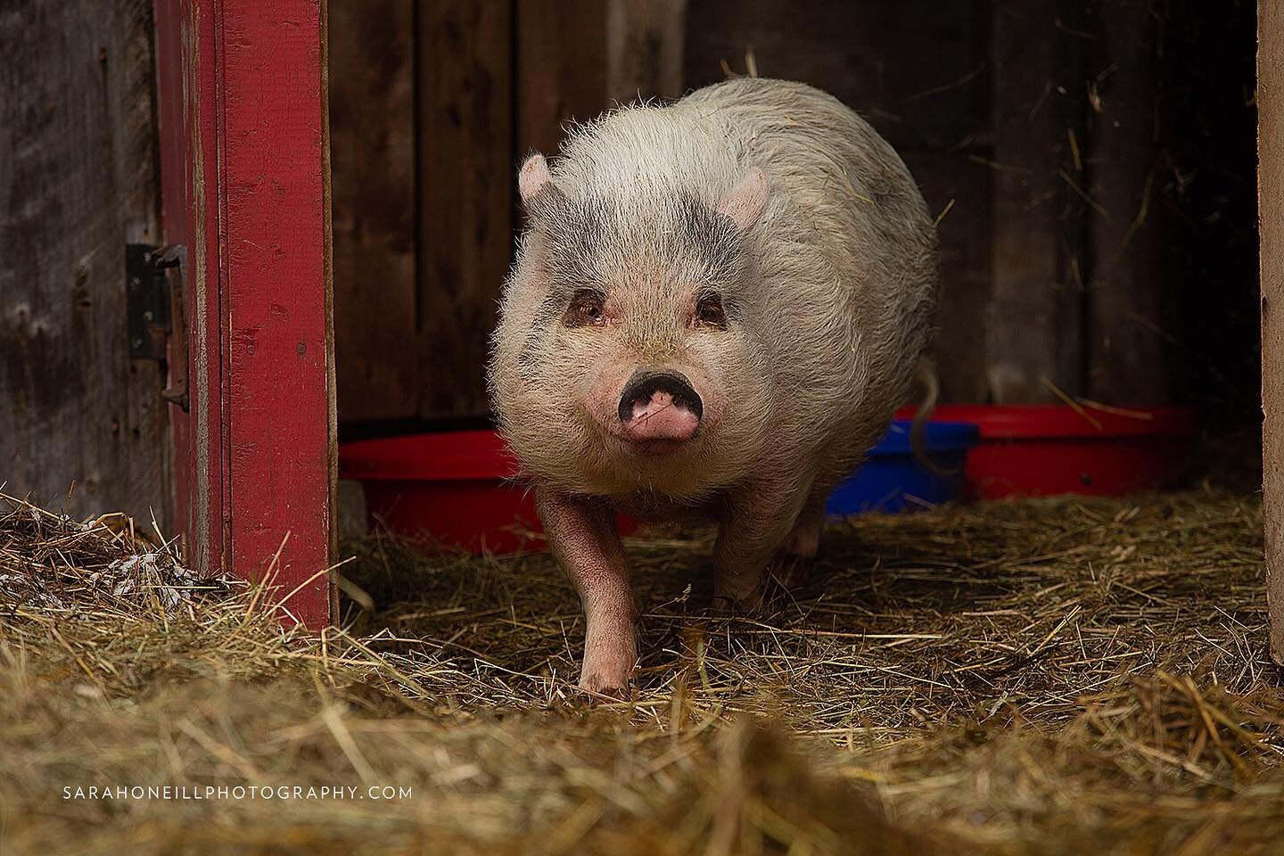 Pot belly pig love @misfitsfarmstead