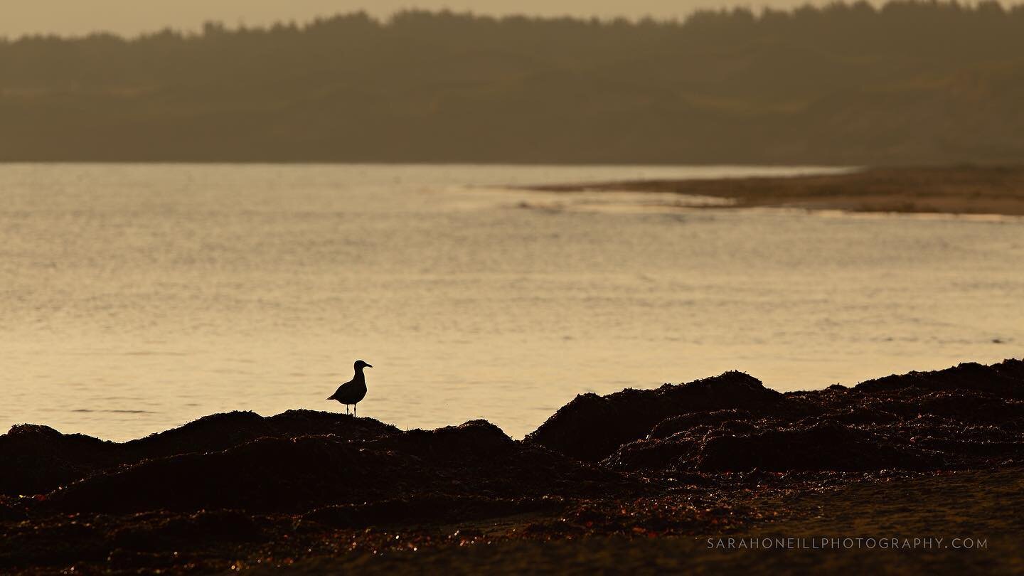 Gull on Brackley Beach, Prince Edward Island. #princeedwardisland #maritimebirds #gullsofinstagram #gulls #peibirds #birdphotography #wildlifephotography