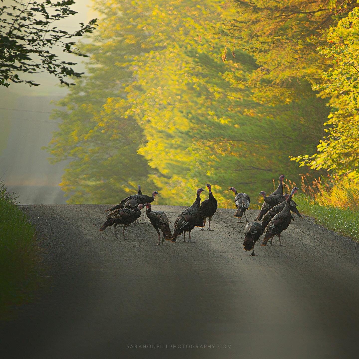 Rafter of turkeys 🦃 one early August morning. #turkeysofinstagram #turkeys #ontariobirds #birdsofgilligallou #meleagrisgallopavo #birds #birdphotography #wildlifephotography #shootwithacameranotagun