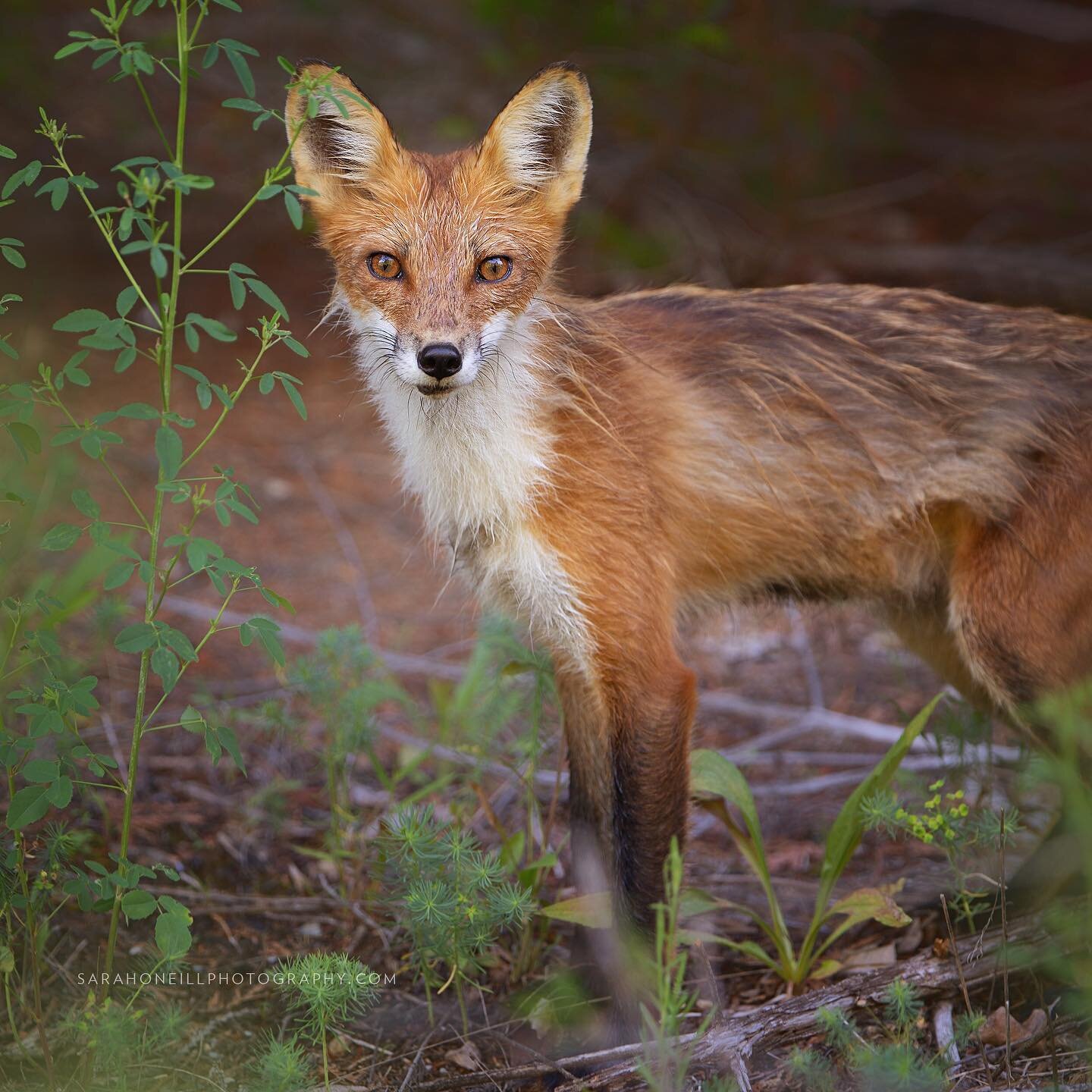 Foxy Friday! I brought my dog to the vet one early morning this week and as I turned the corner in this quiet country road &hellip; fantastic Mr. Fox 🦊 came out to meet me. #foxesofinstagram #vulpesvulpes #ontariowildlife #wildlifephotography #natur