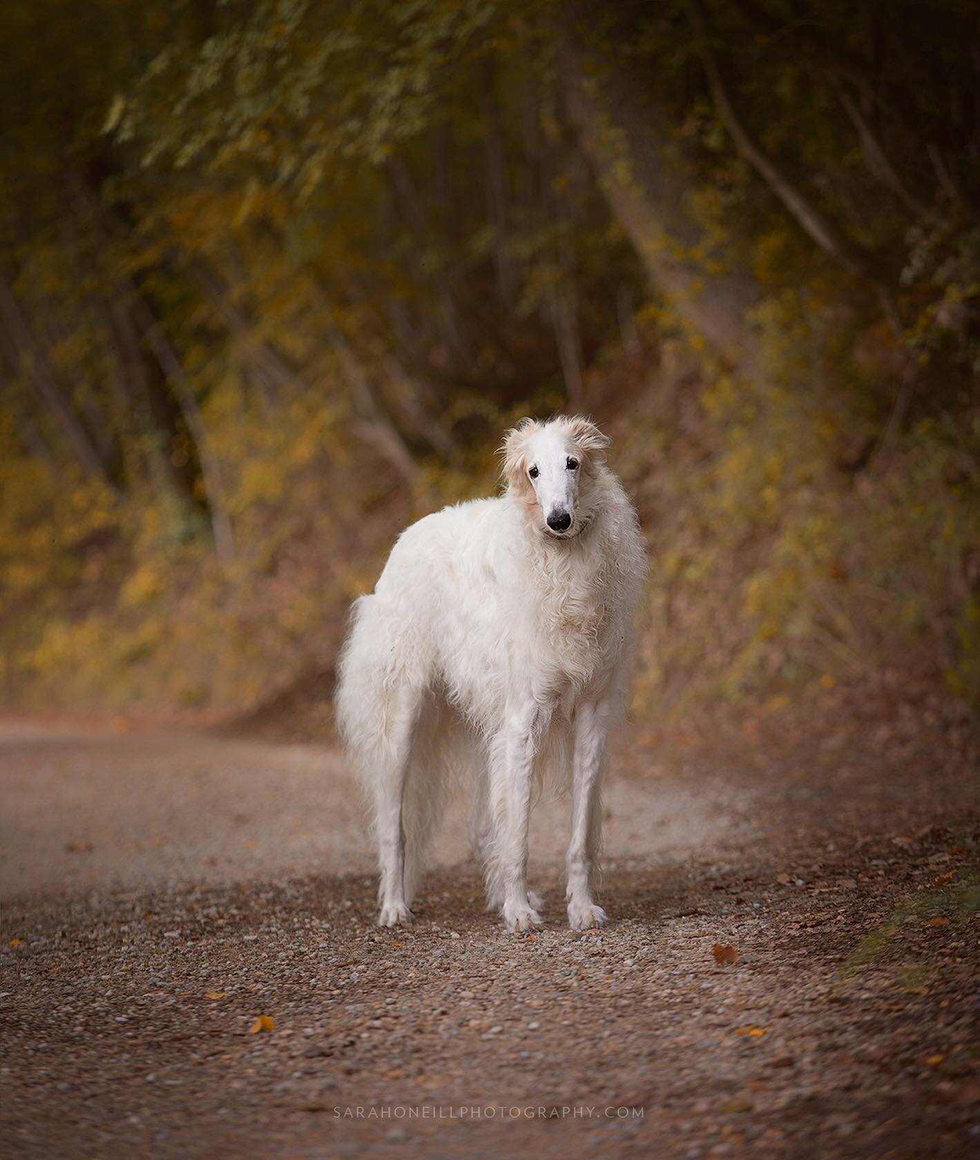 One morning, along a quiet path near a monastery, I turned the corner to find this beautiful soul staring back at me. I was able to communicate (barely) with the owner who told me his name is Kiril, he&rsquo;s an old Borzoi and was recently chosen to