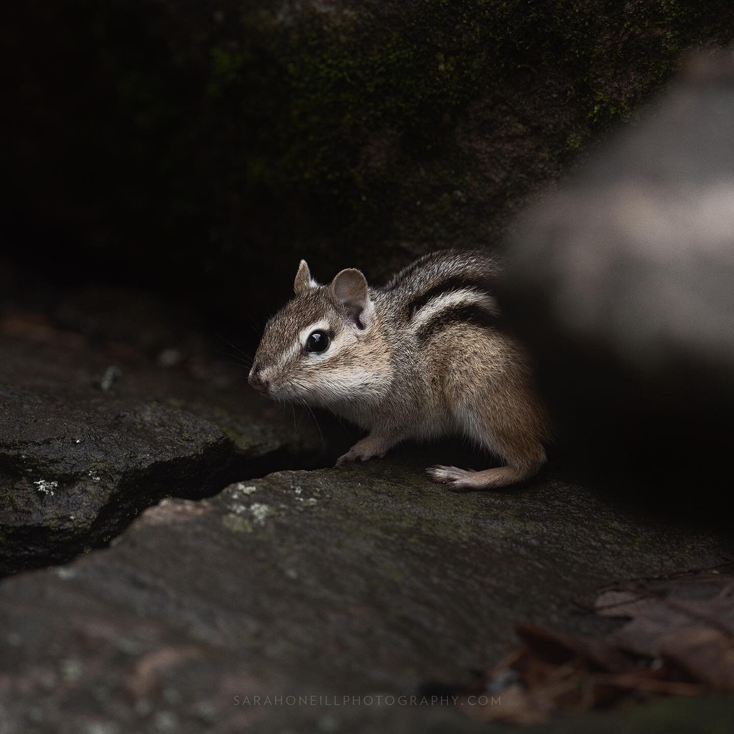 Spring is here .. welcome back little chipmunk friend. #ontariowildlife #chipmunk #wildlifephotography #naturephotography