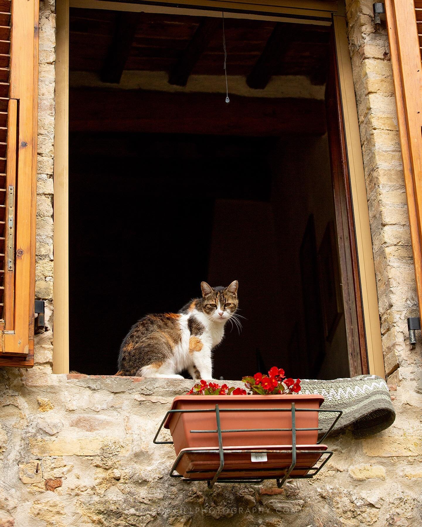 Neighbouring cat in Tuscany #catsofitaly