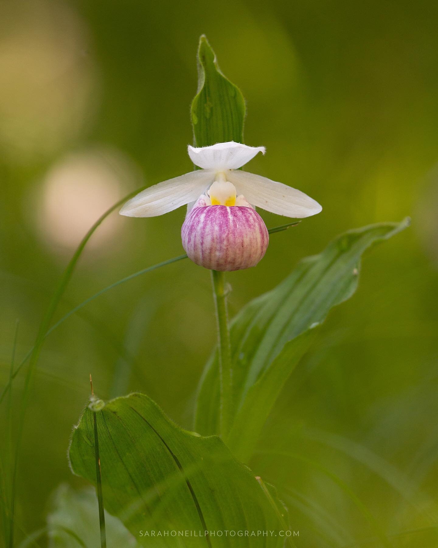 I took this image of the Lady&rsquo;s Slipper Orchids at the Purdon Conservation Area in Lanark Highlands. Over 10K can be found and the largest amount in Canada.  #showyladyslipper #orchid #ontarioplants #lanarkcounty #mississippivalleyconservationa