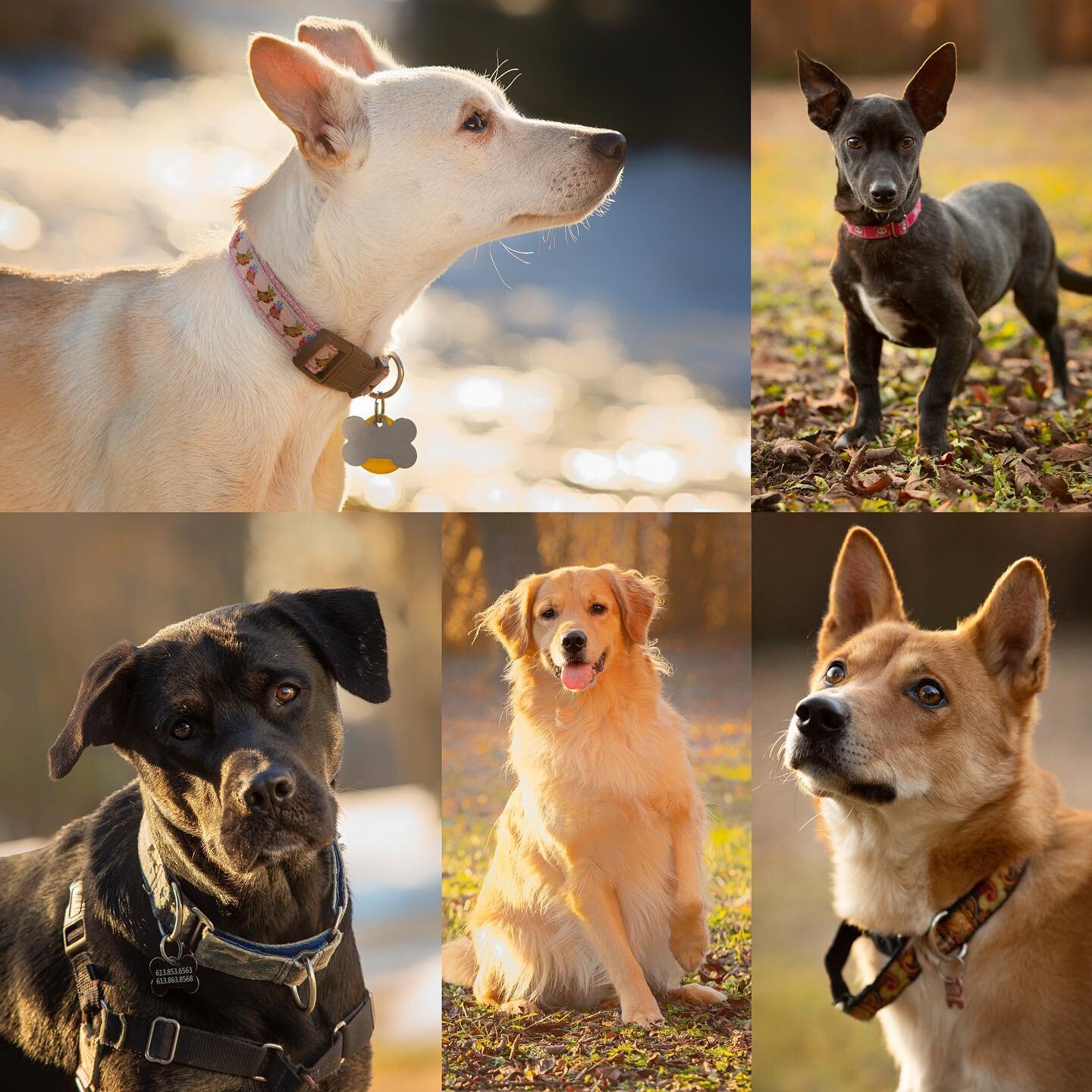 Photographed a few lovely hounds on the weekend, in order to help them get adopted. Thank you to @sitwithmerescue for everything you do for these dogs. #sitwithmerescue #petphotography #dogsofinstagram #dogphotography #dogphotographer #petphotographe