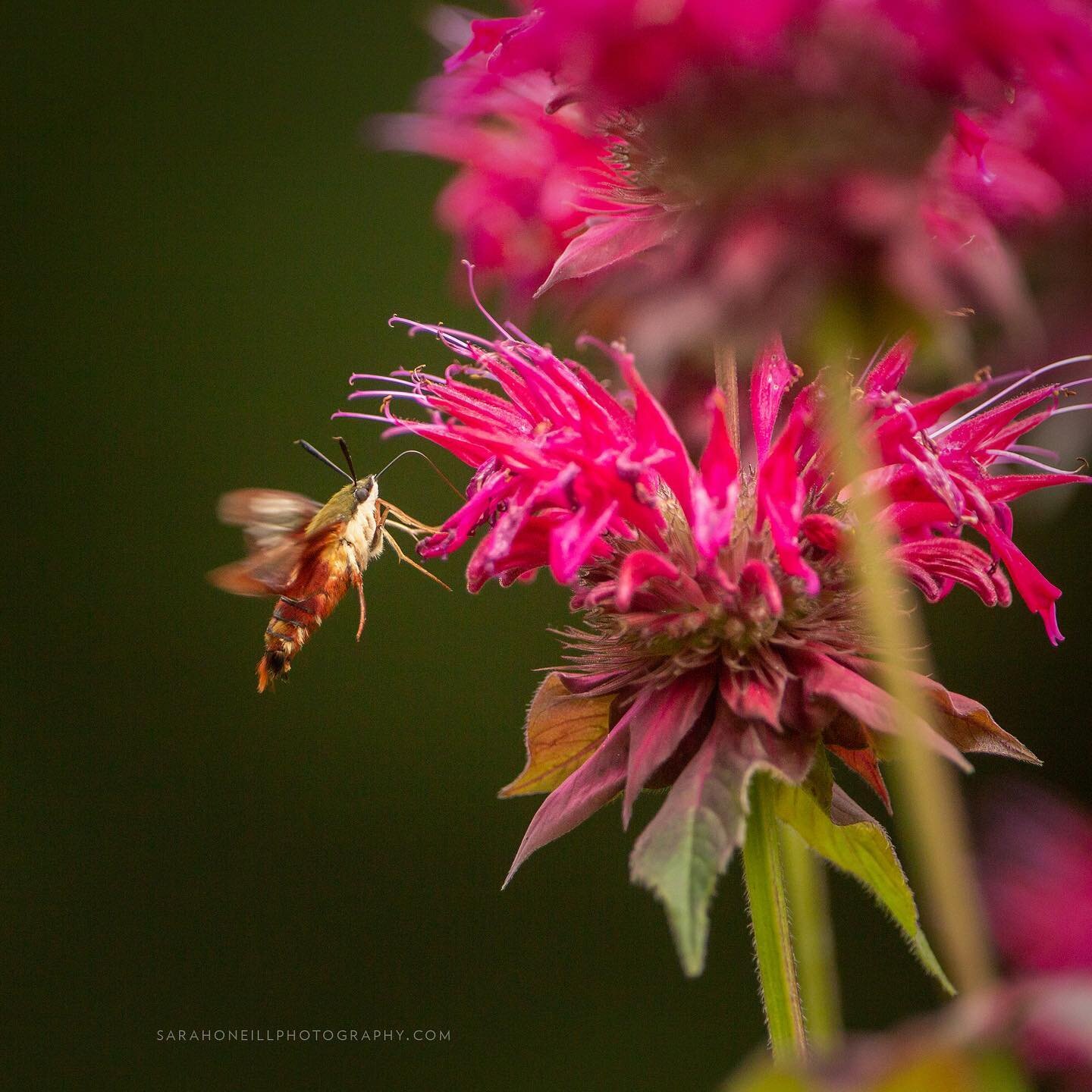 It&rsquo;s been a couple of years but the hummingbird clearwing moth paid us a visit again. #hummingbirdclearwingmoth