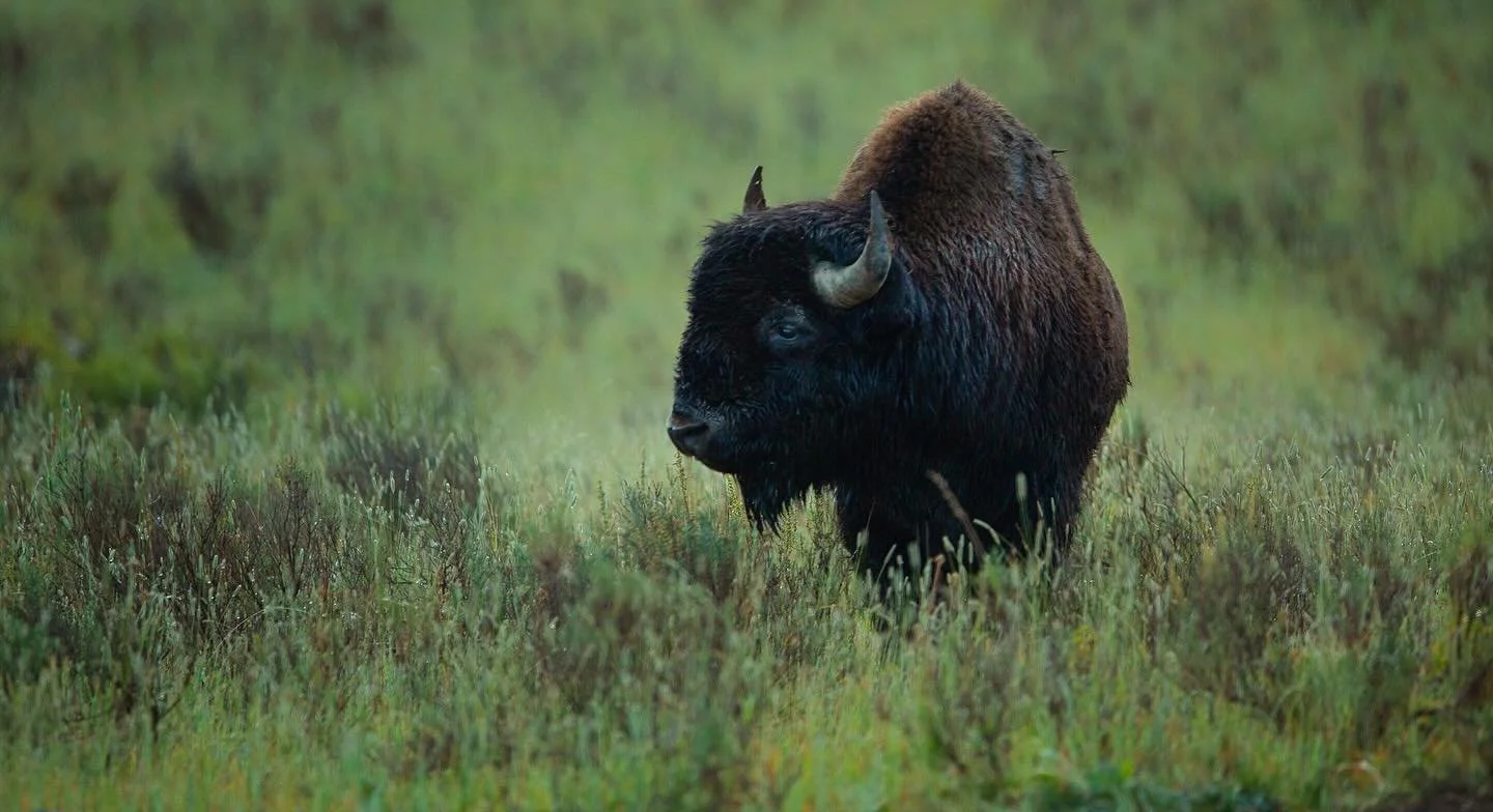 Driving through Yellowstone&rsquo;s north east gate at Silver Gate .. this beautiful bison was there to greet us. It was early, dark, coffee and camera in hand and for long after this encounter, we felt we had the park to ourselves. Get up early &hel