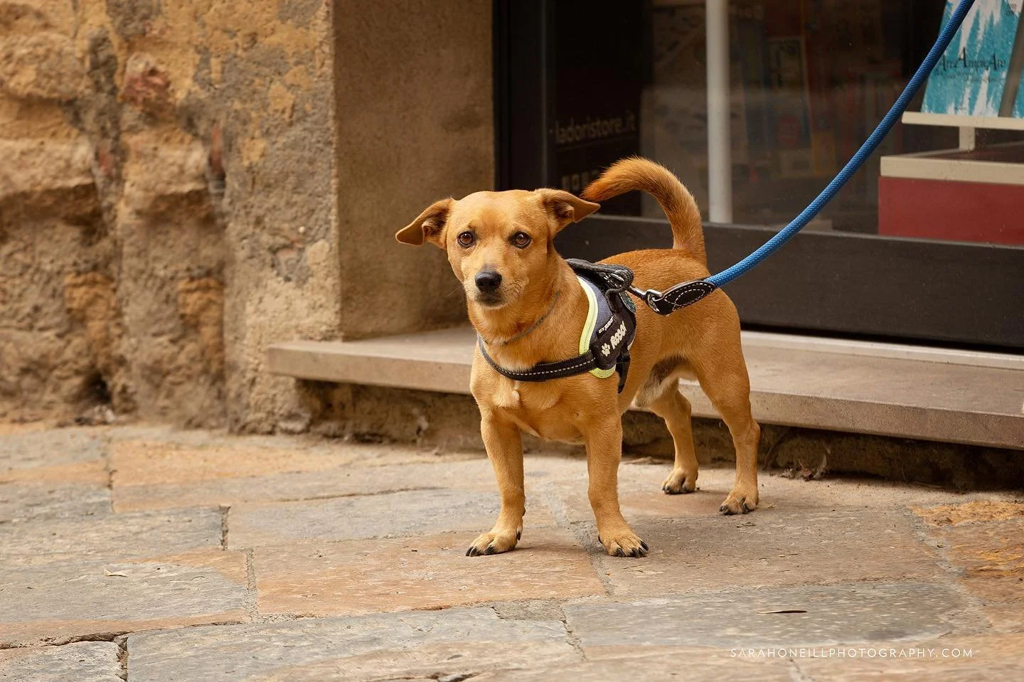 Saw many beautiful faces while visiting Italy. This little one was just coming out of a bookstore in Volterra. #dogsofitaly