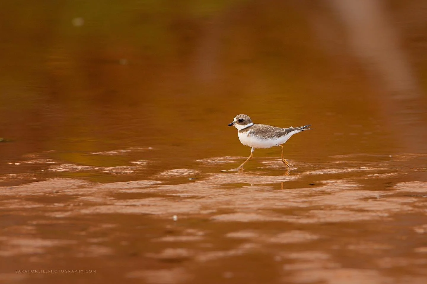 Juvenile common ringed plover at the Black Pond Bird Sanctuary in Prince Edward Island. #charadriushiaticula #commonringedplover #canadianbirds #birds #birdphotography #naturephotography #princeedwardisland #blackpondbirdsanctuary