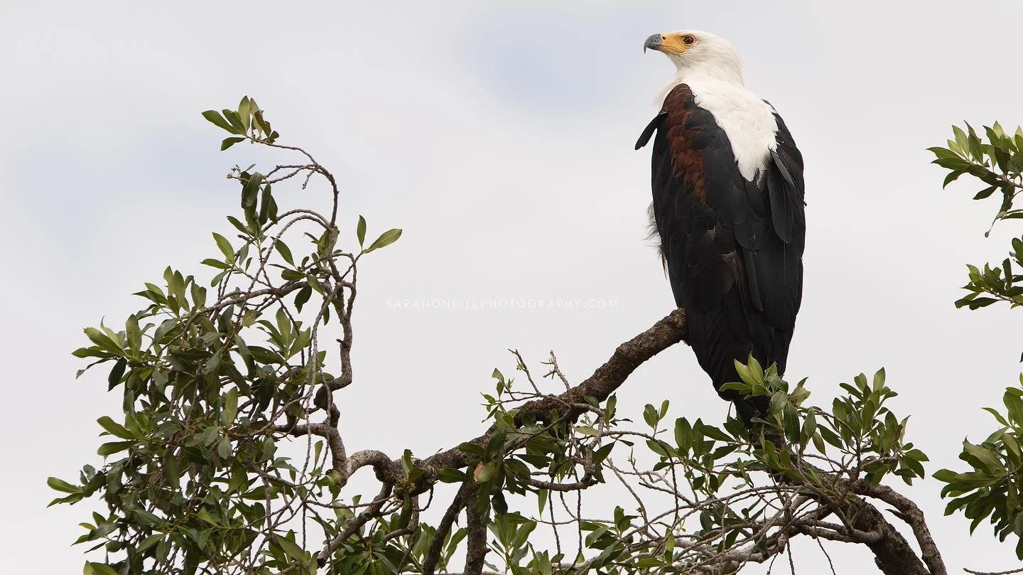 African fish eagle in the Maasai Mara - September 2016. Hoping to get back to the continent in 2023 - overlanding! #africanfisheagle #haliaeetusvocifer #birdsofkenya #africanbirds #birdphotography #birdsofgilligallou #wildlifephotography #kenya #maas