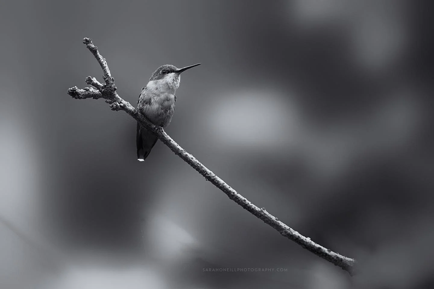 Female ruby throated hummingbird watching me dig and pull weeds out of the ground, that will eventually be a pond. She&rsquo;ll enjoy it next year. #ontariobirds #rubythroatedhummingbird #birdsofgilligallou #birdphotography #naturephotography #birds 