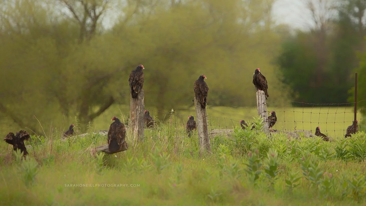 I was doing some gardening last night when Ryan came home and said &ldquo;are you clean enough to get in the car?&rdquo; Yesssssss .. why? I replied. &ldquo;There&rsquo;s like 30 or more turkey vultures roosting in the field across Cedar Hill.&rdquo;