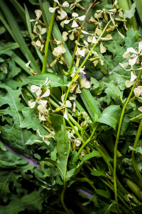 SpringVeg-45.jpg