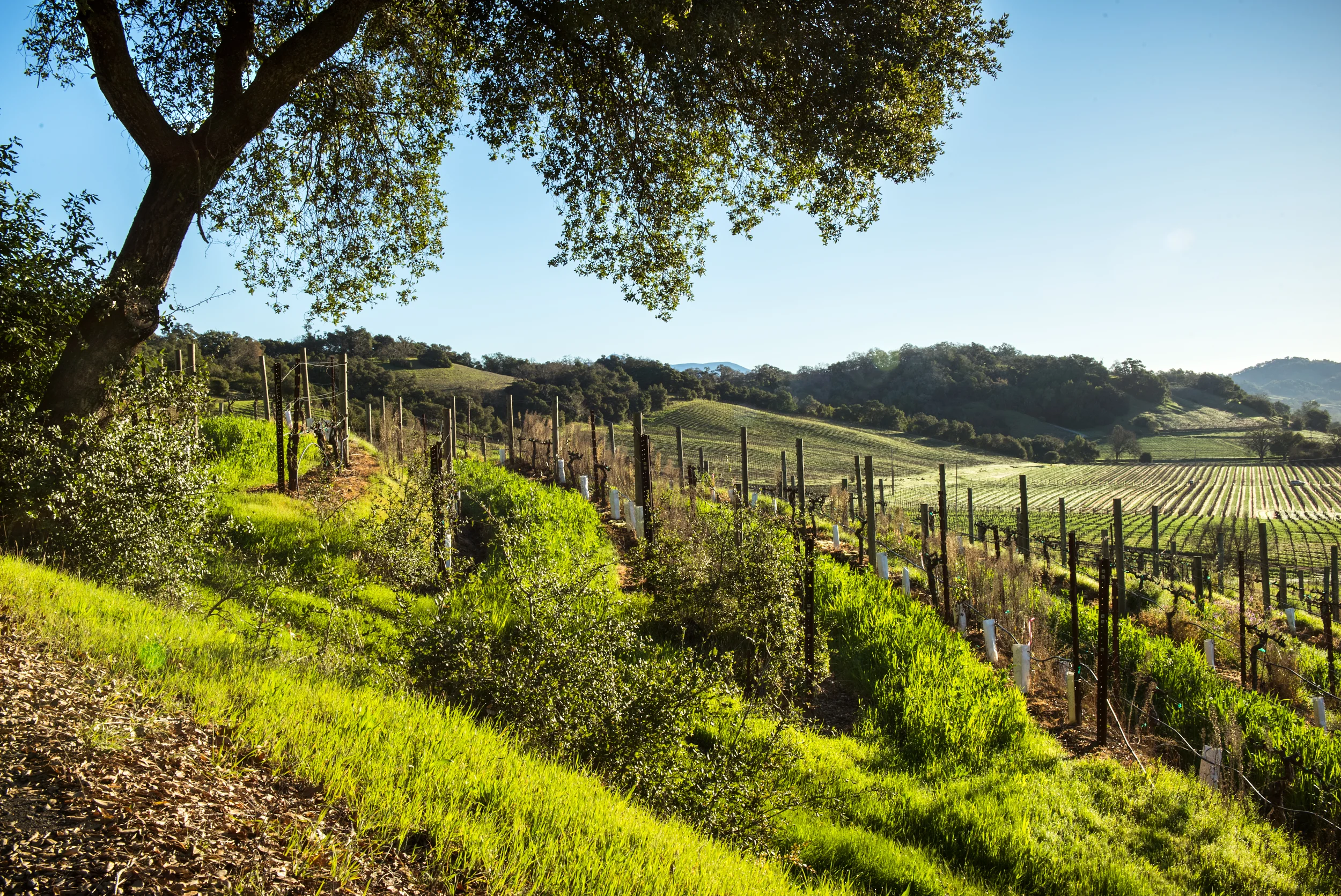 Travel - Wine Country, Vineyard in Sonoma