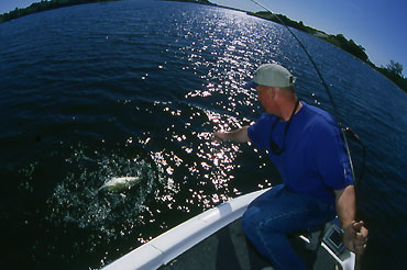 Photo: Bill Siemantel Big bass don't need deep-water escape routes, they need deep-water ambush areas.