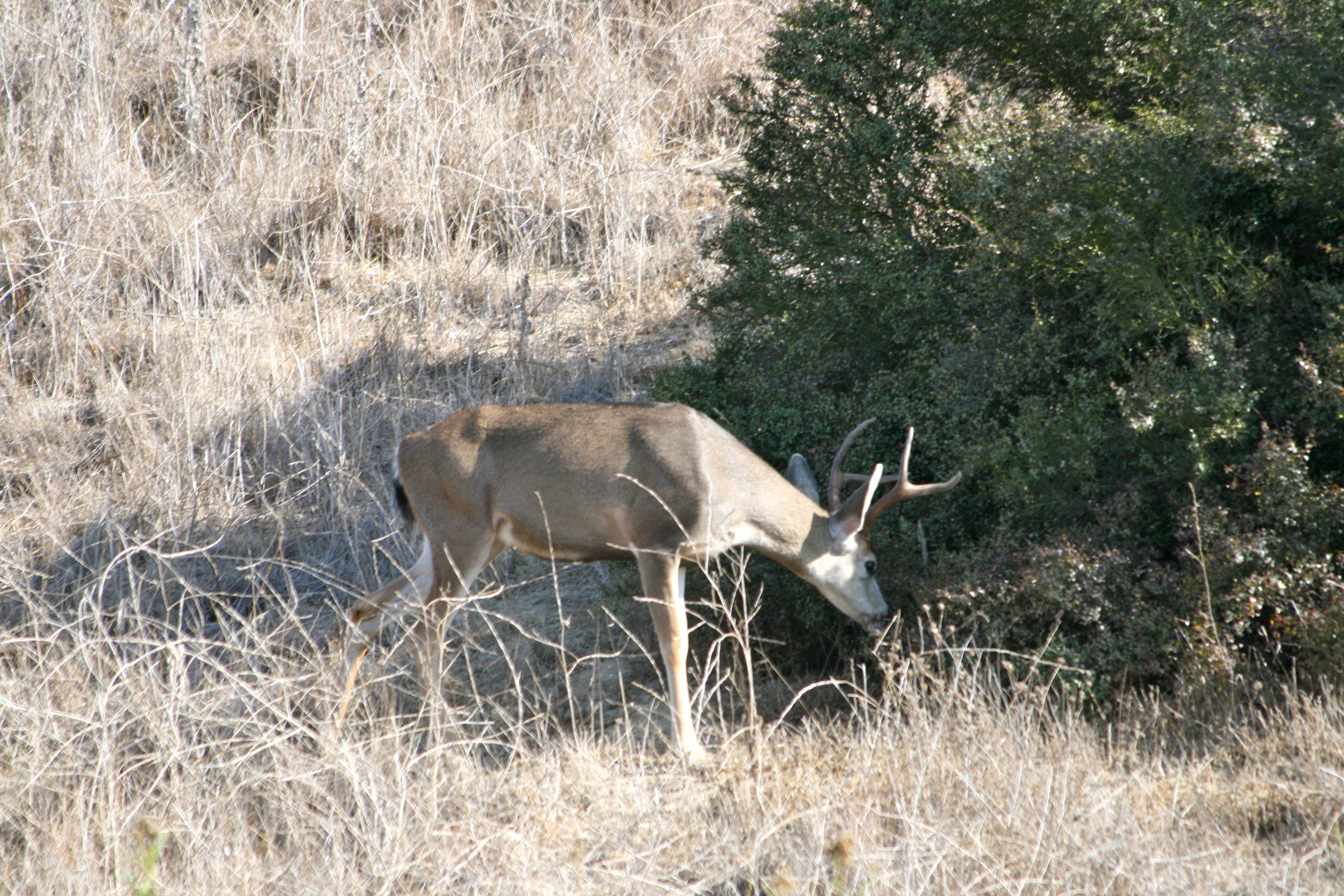 IMG_0590.jpg