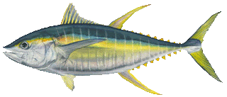 YellowfinT2-1.gif