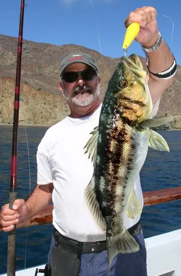 Calico5.jpeg