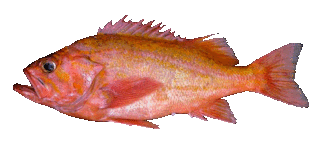 RockfishT2.gif