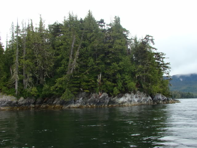 Evergreen forest meats the sea