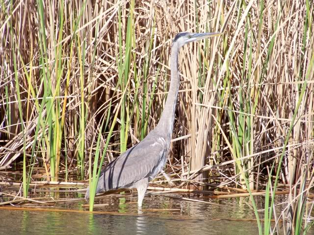 Here he is Mr. Heron first name Blue