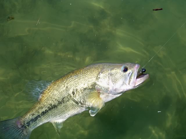 Fish On
