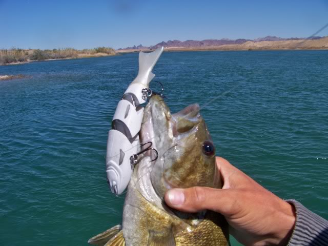 Who says smallmouth won’t hit swimbaits?