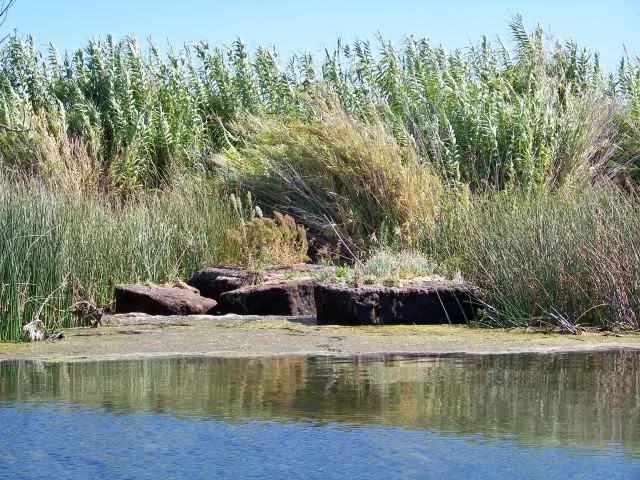 Peat Bogs washed up on the shore line