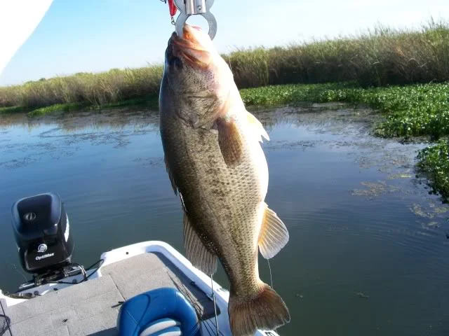 Chunky fat bellied Delta bass. Bogga Grip means there are treble hooks involved.