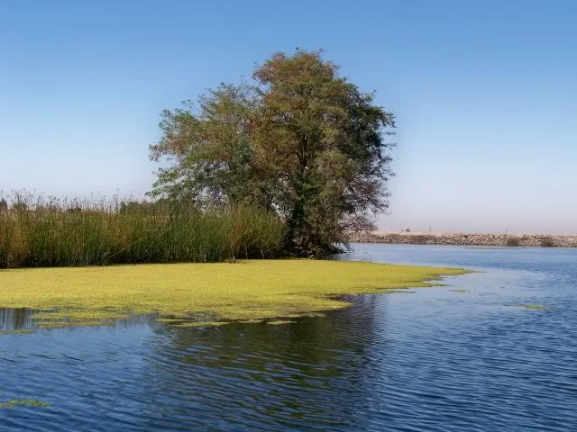 Algae often referred to as the 'cheese', highly targeted by the frog fisherman.