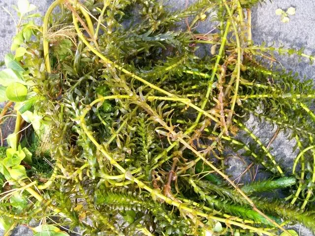 Pulling out some weeds and shaking them over the deck.