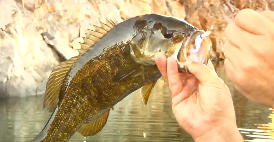 Catching Small Mouth Bass On A SPRO 1/8oz Phat Fly! (Jig and