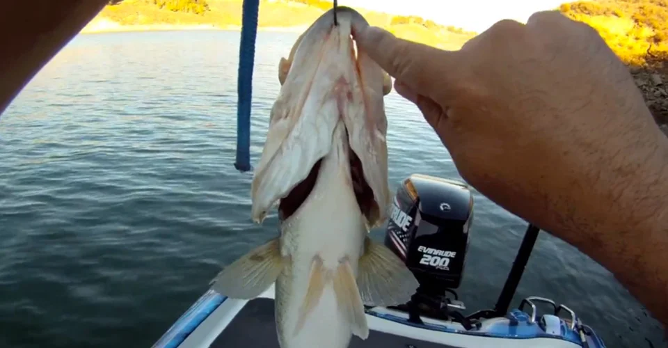 Culling Bass "Without a Trace" BBZ Style.