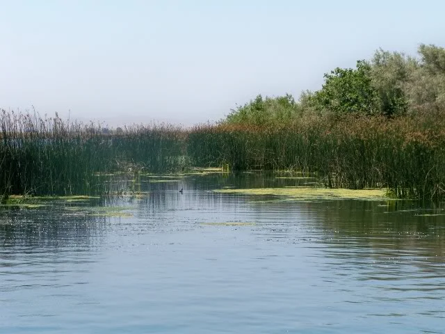 An abundance of cover that invites several techniques