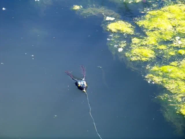 Frog water, notice anything about the length of the ‘legs’?