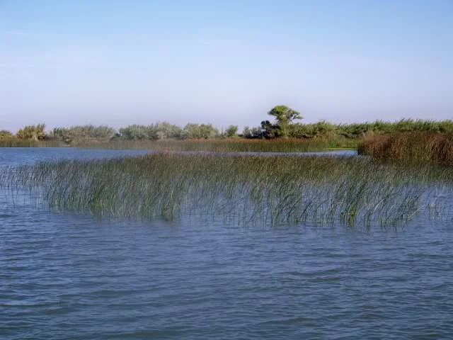 Sparse tulle point/flat; there are many techniques that are worthy here, swimbaitters can cast a Mission Fish, Maverick, Bass Trix, … Line up down wind and cast parallel with the grain of the wind blown tulles, TMB