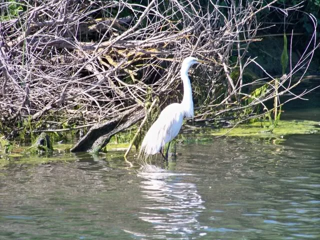 White Crane