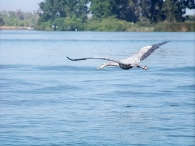 If I could just get them to fly towards me and not away