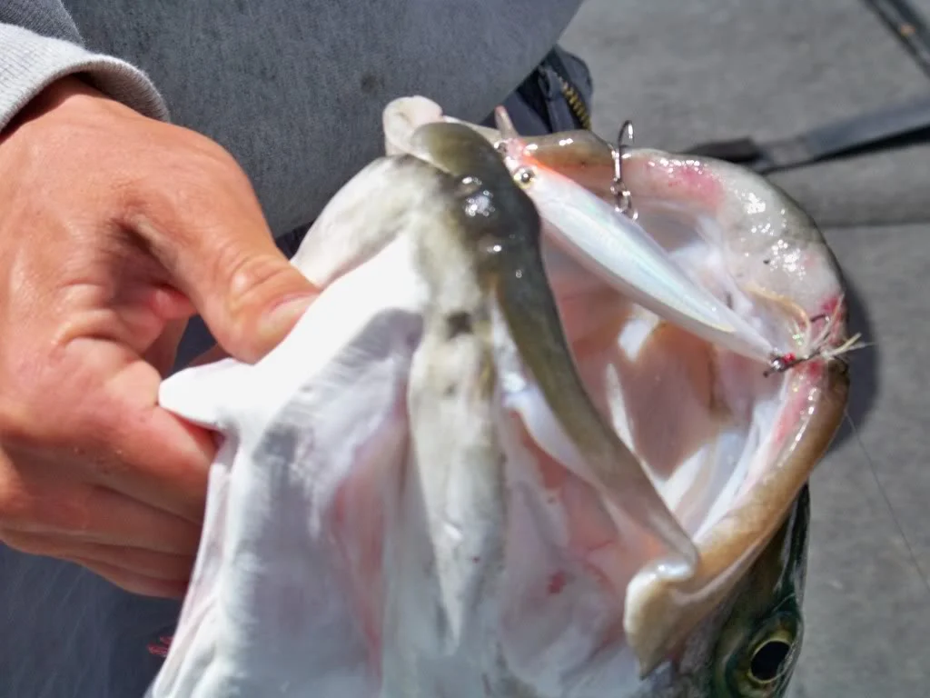 Hooked into her with a small jerk bait. Amazing fish, fight and catch.