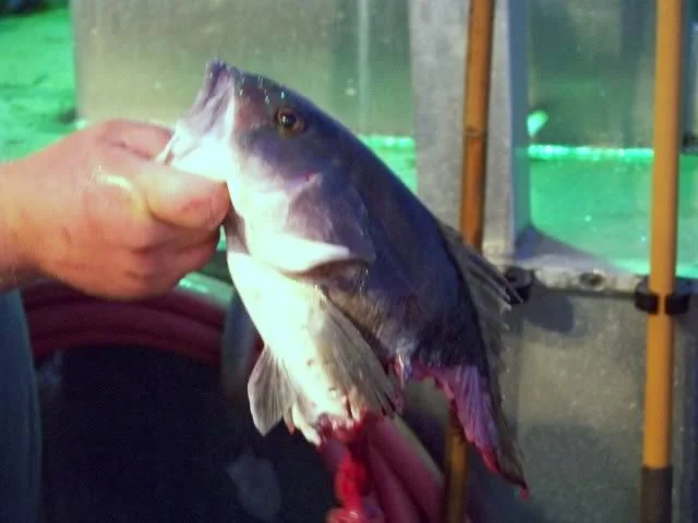 This was a nice sand bass, a shark got a hold of this one as the angler was bringing the fish up
