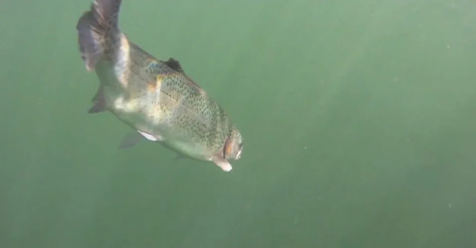 Bonus Clip (Speed Trolling Trout) The BBZ Way