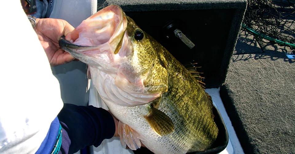 BBZ Pro Tip #1 "Keep a lid on it"