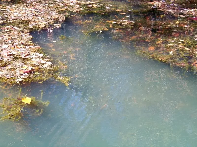Bait swimming near weeds