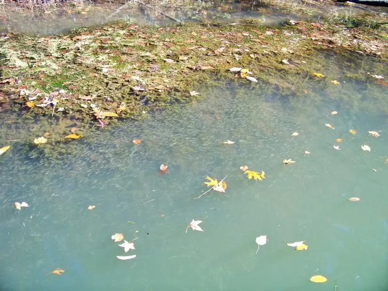 A school of shad