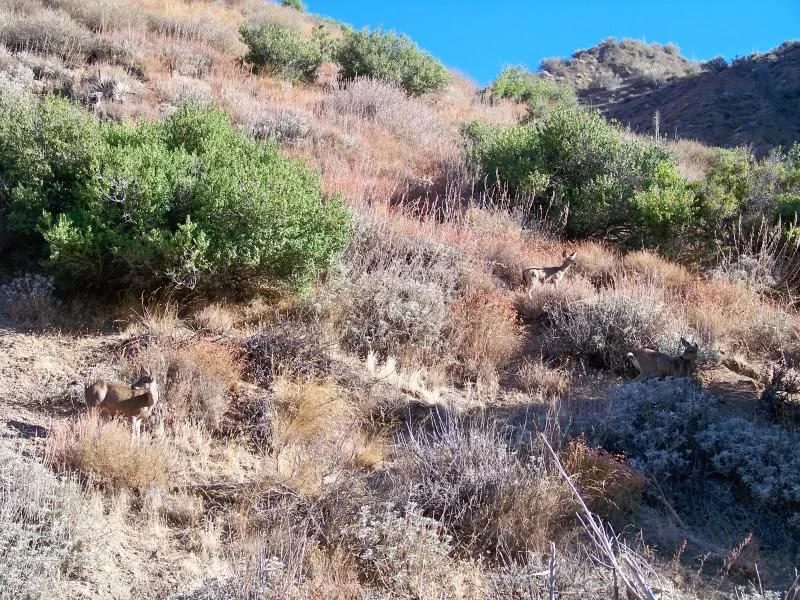Like any body of water wildlife is abundant here; how many deer do you see.