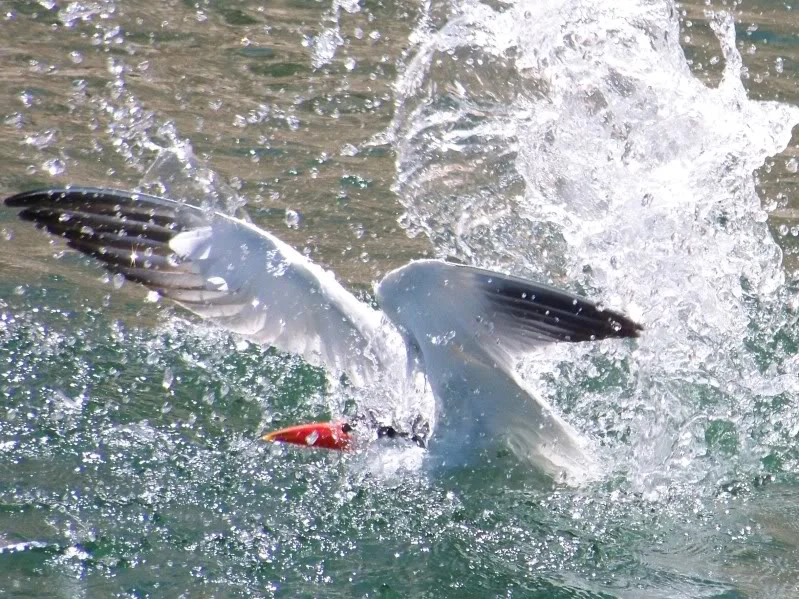 Fish are not the only animals to attack swimbaits. That is exactly what this Turn is doing, dive bombing and trying to catch my 6" slow sink. Due to this bird's persistence I had to leave the area.