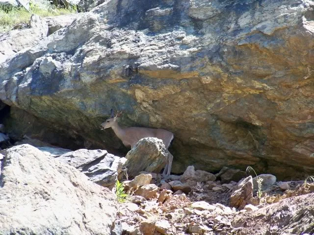 Taking a break in the shade