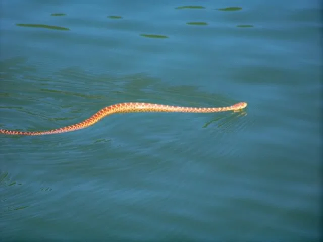 Watch out! This viper wanted in the boat, I respectfully declined. Where it went ashore should give shore anglers something to think about.